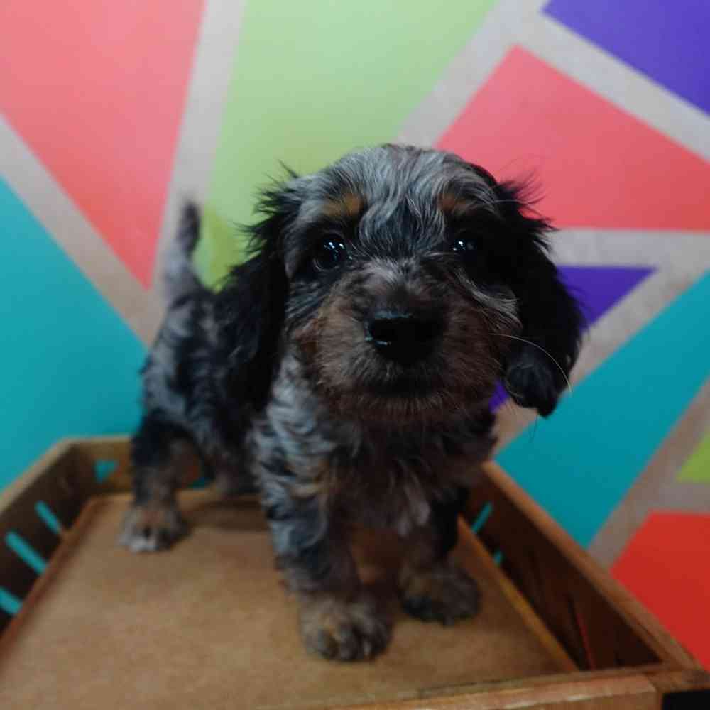 Image of a pet breed in the gallery