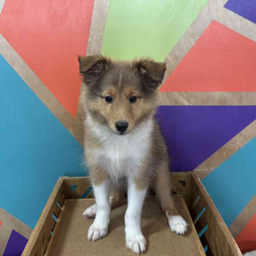 carousel pet images