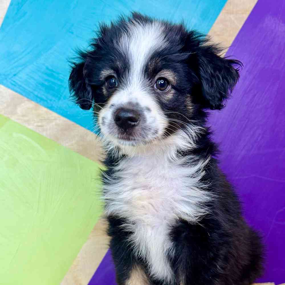 carousel pet images