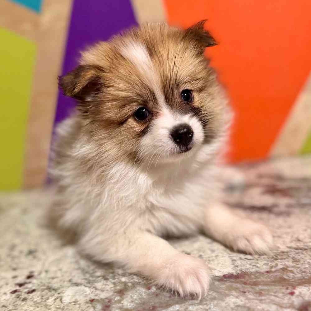 Image of a pet breed in the gallery