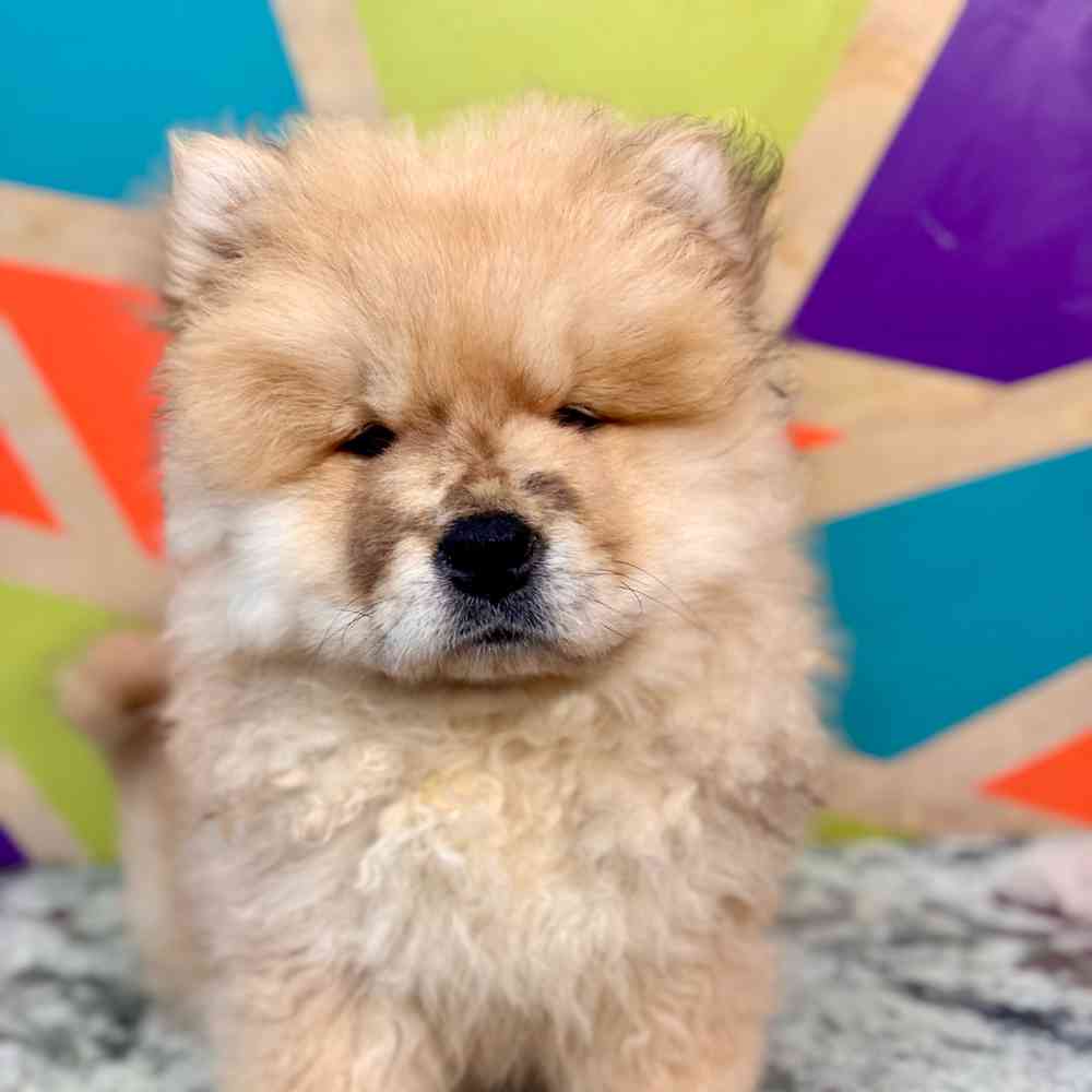 Image of a pet breed in the gallery