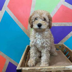 Mini Goldendoodle