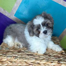 Shih Tzu