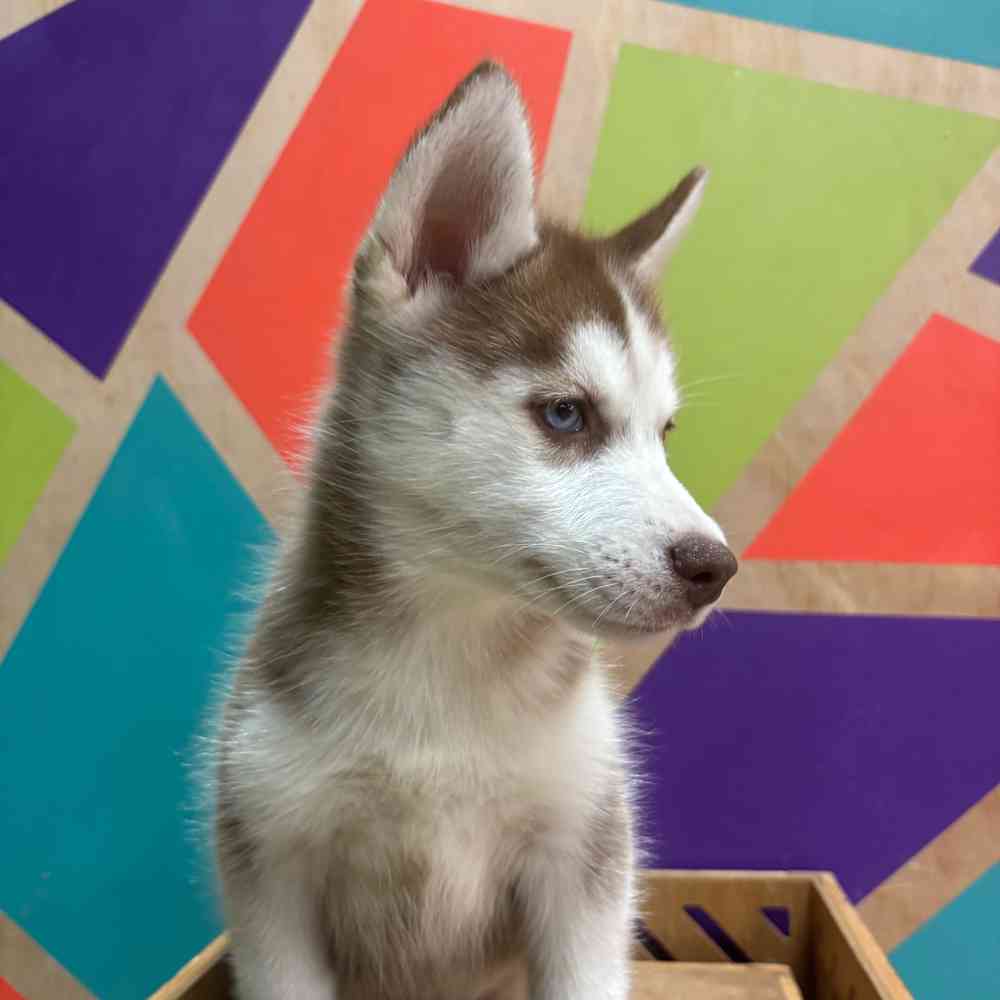 carousel pet images