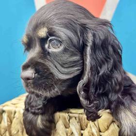 Cocker Spaniel