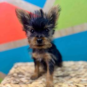 Yorkie