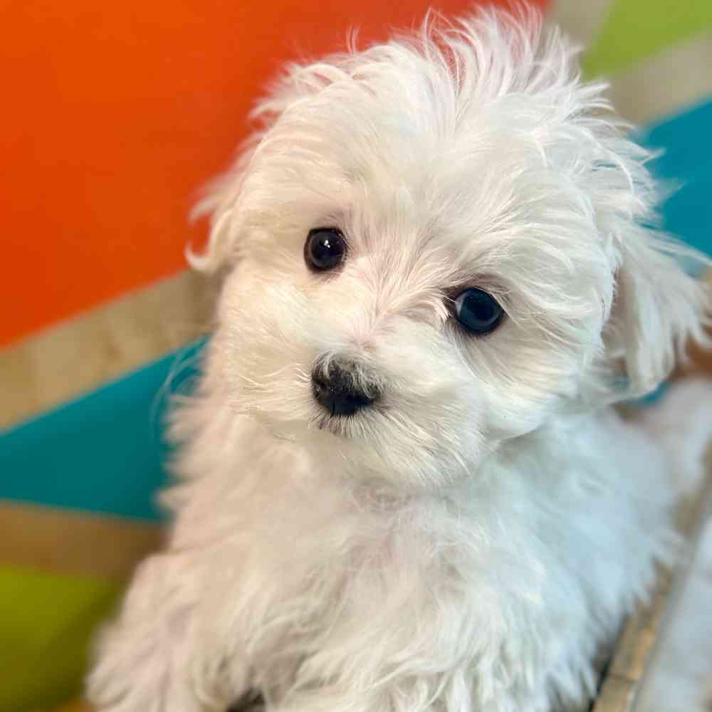 Image of a pet breed in the gallery