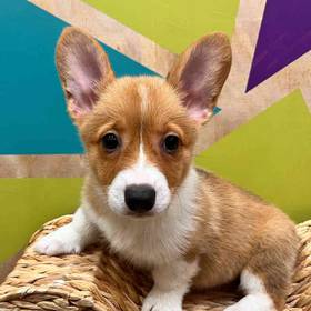Pembroke Welsh Corgi