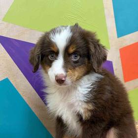 Mini Aussie