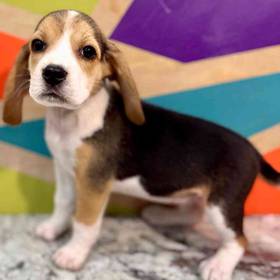 Beagle