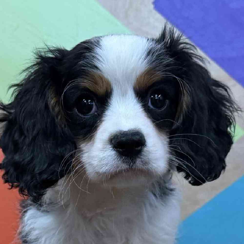 carousel pet images
