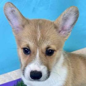 Pembroke Welsh Corgi