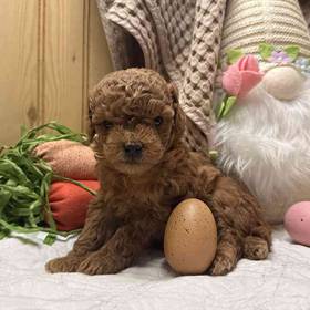 Mini Goldendoodle