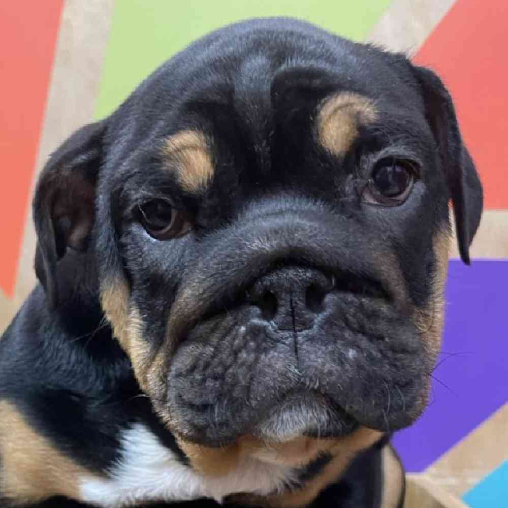 pet breed image