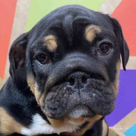 English Bulldog