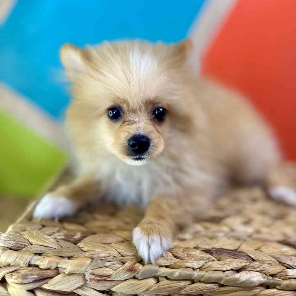 Image of a pet breed in the gallery