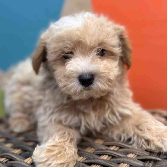 Cavapoo