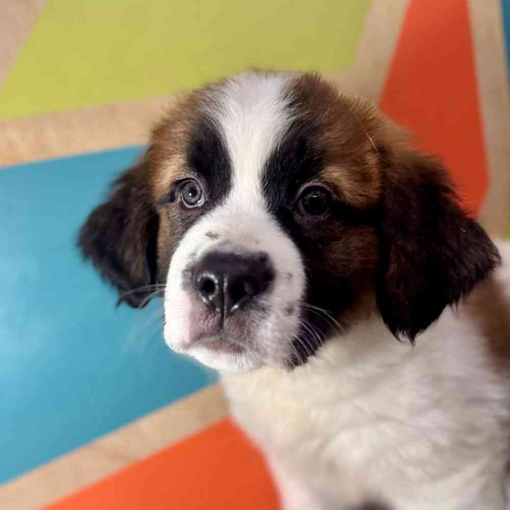 carousel pet images