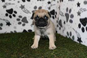 Pug