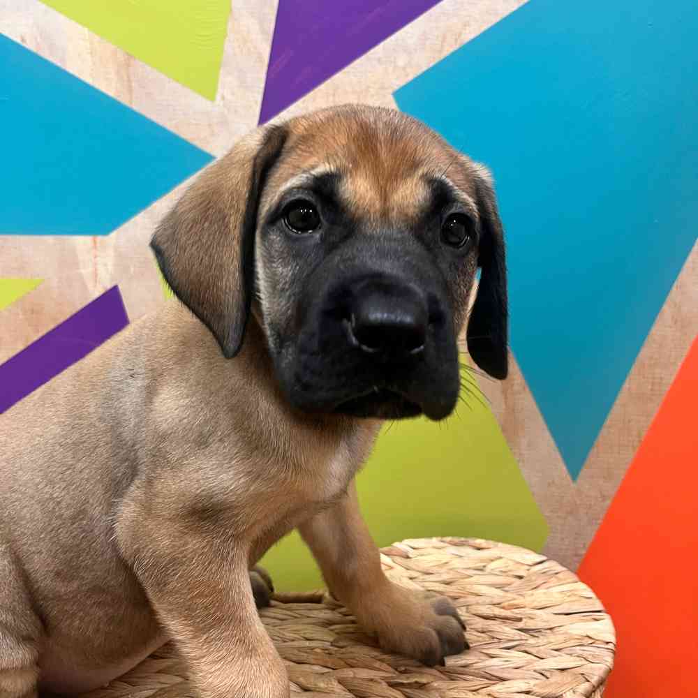 Image of a pet breed in the gallery