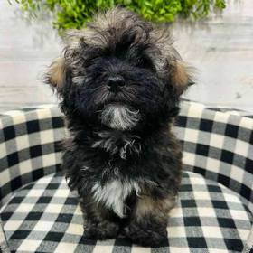 Havanese