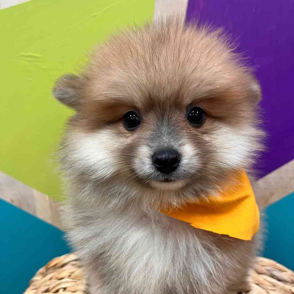 carousel pet images