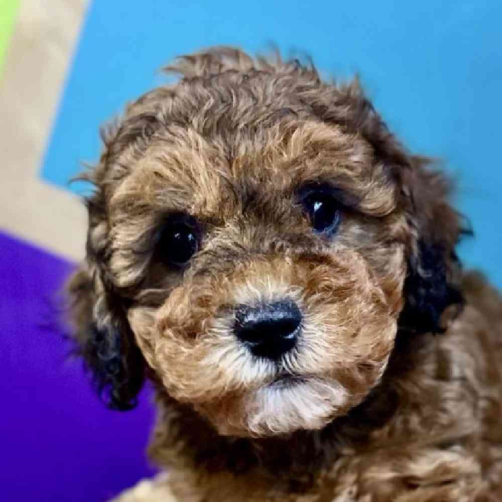 Image of a pet breed in the gallery
