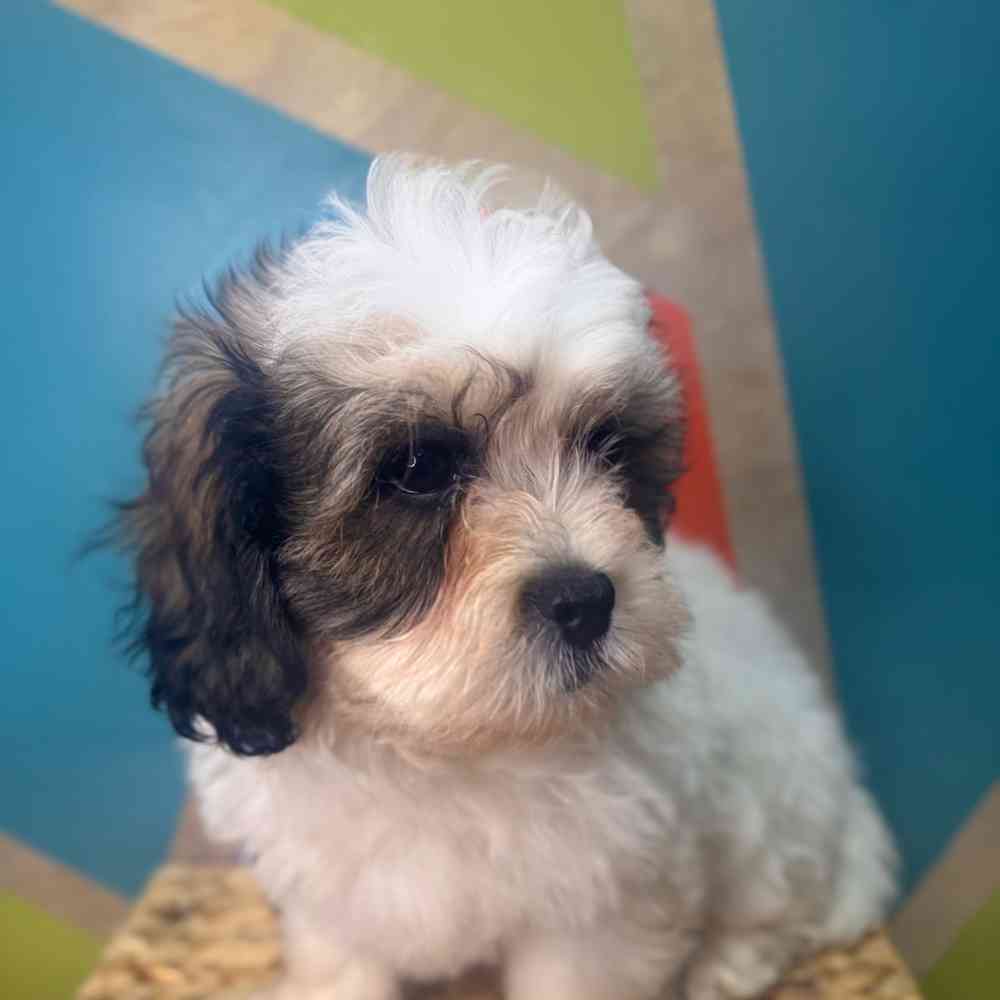 carousel pet images