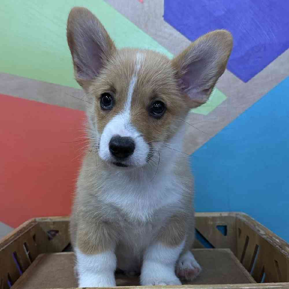 carousel pet images