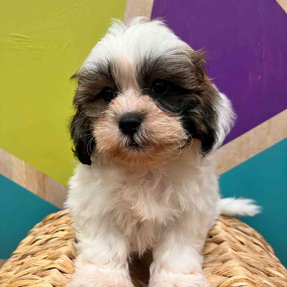 carousel pet images