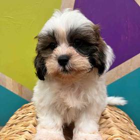Teddy Bear