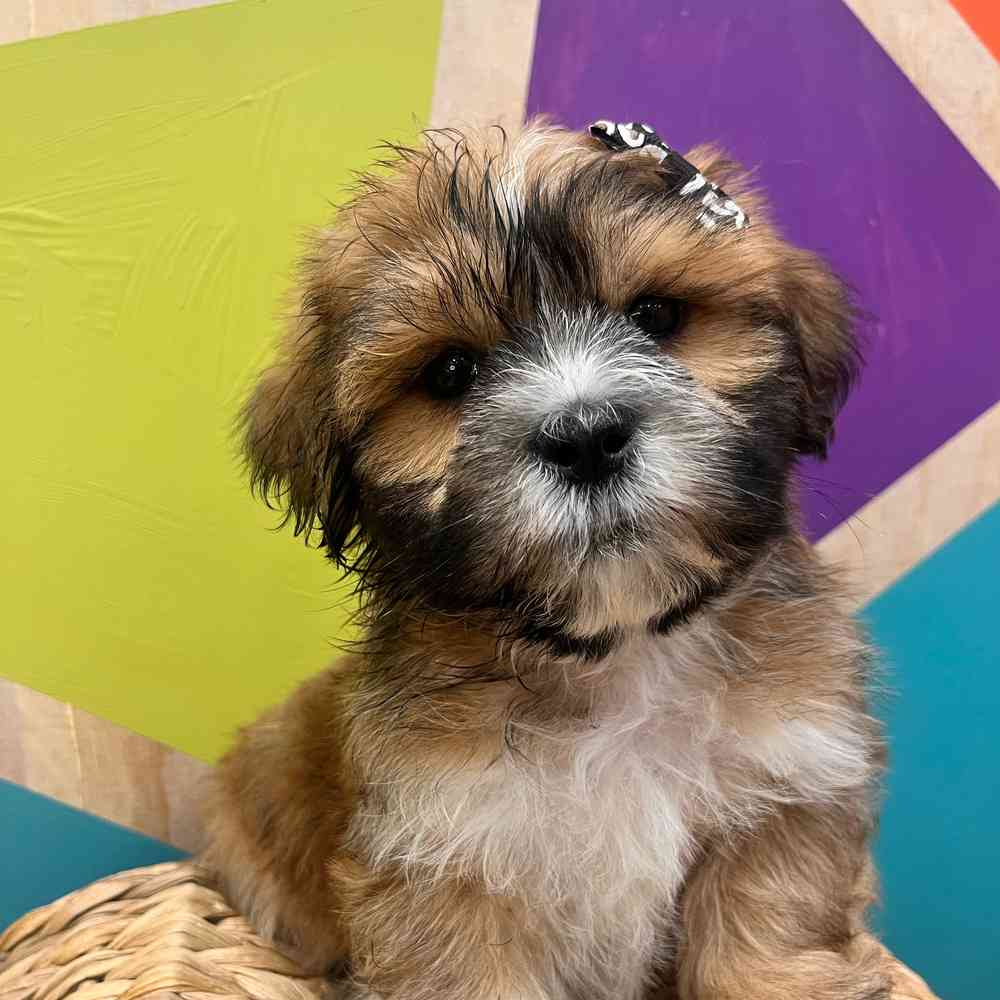 Image of a pet breed in the gallery