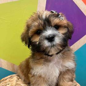 Shih Tzu