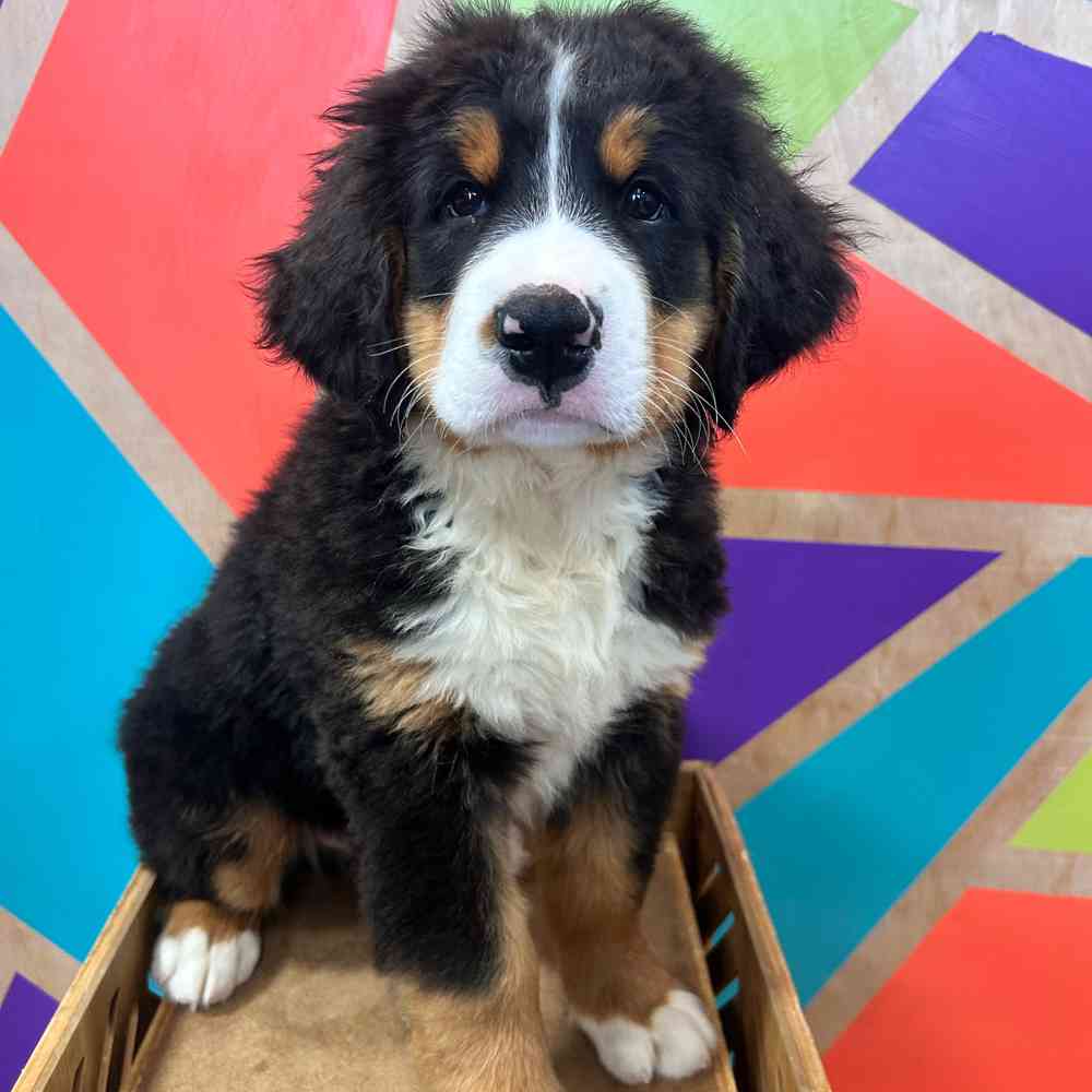 Image of a pet breed in the gallery