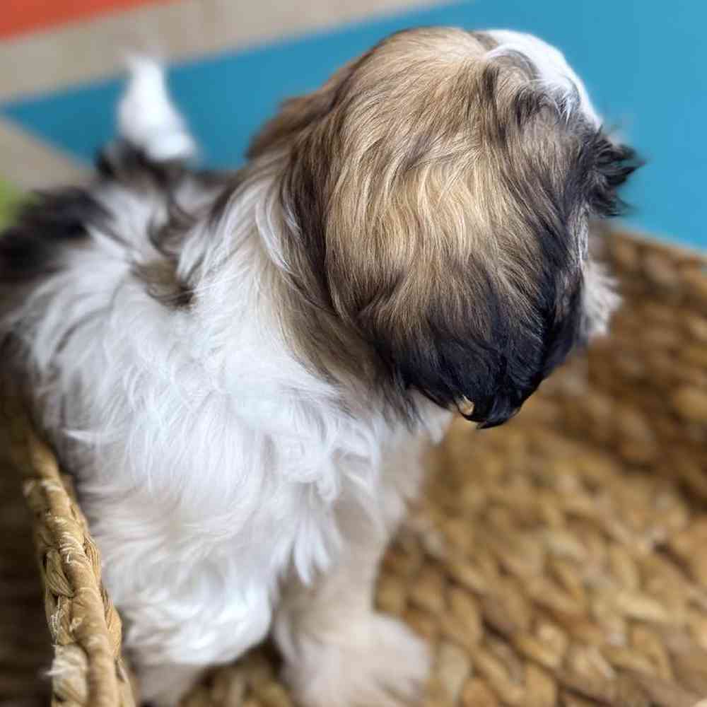 carousel pet images
