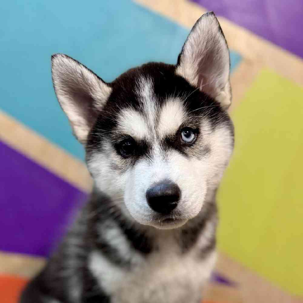 carousel pet images
