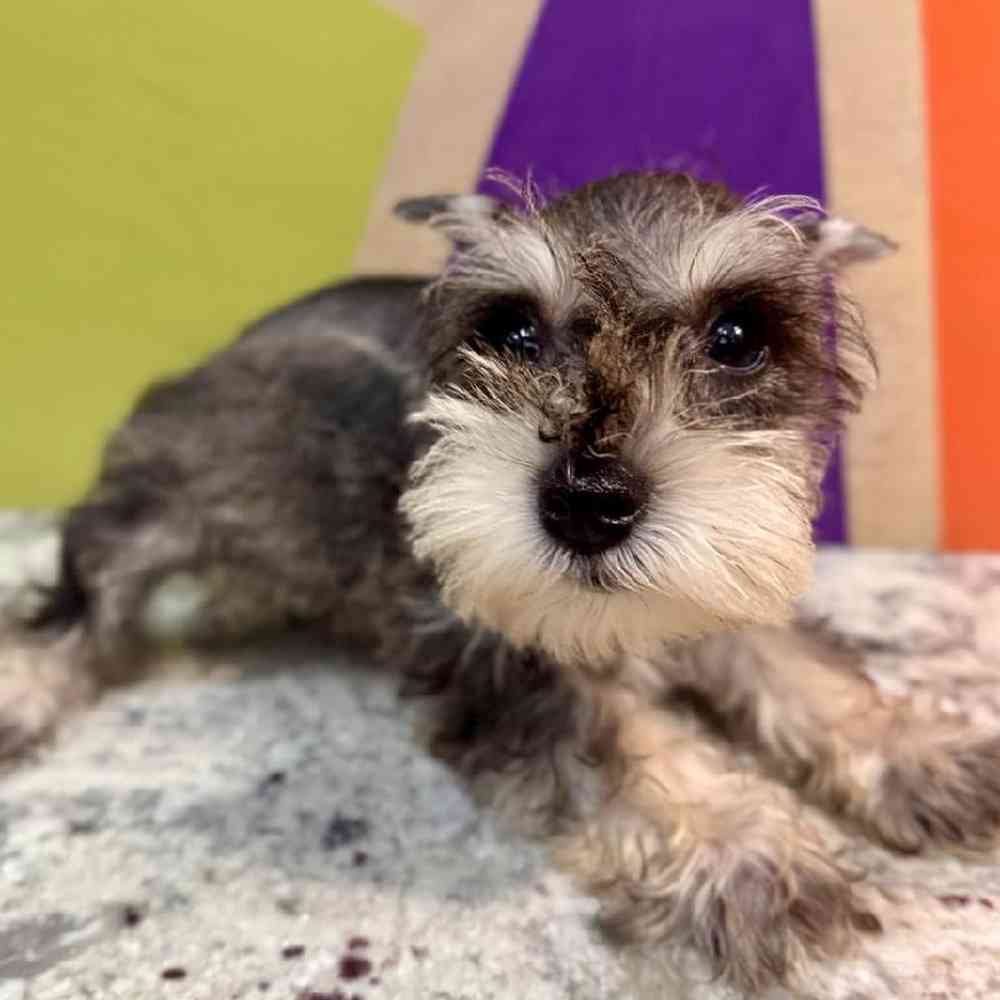 carousel pet images