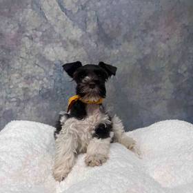 Mini Schnauzer