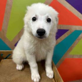 American Eskimo