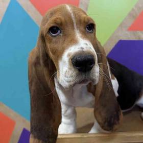 Basset Hound