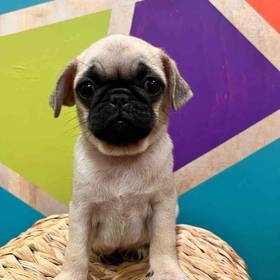 Pug