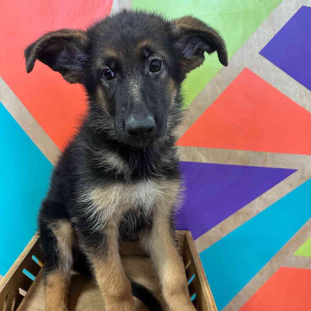 pet breed image