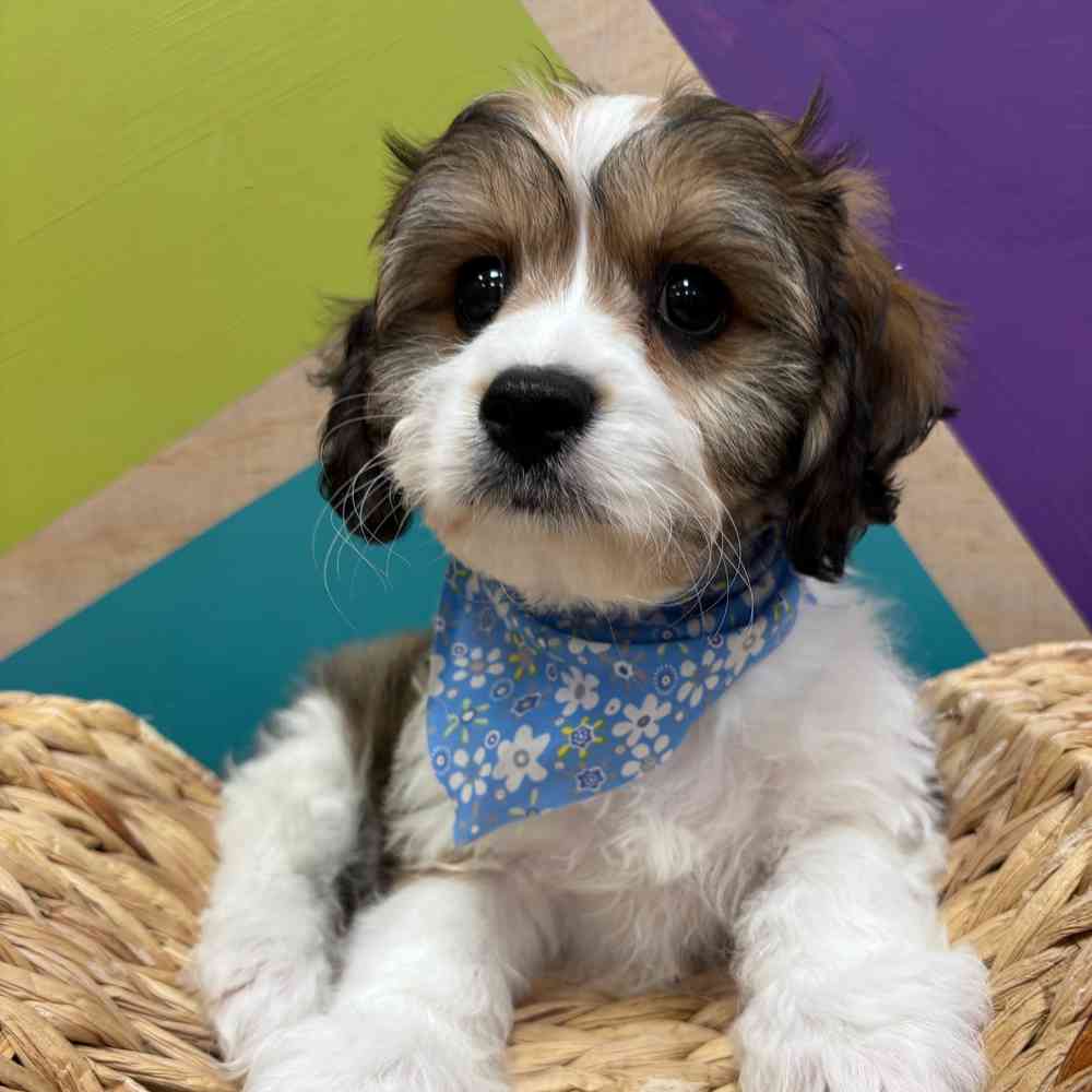 carousel pet images