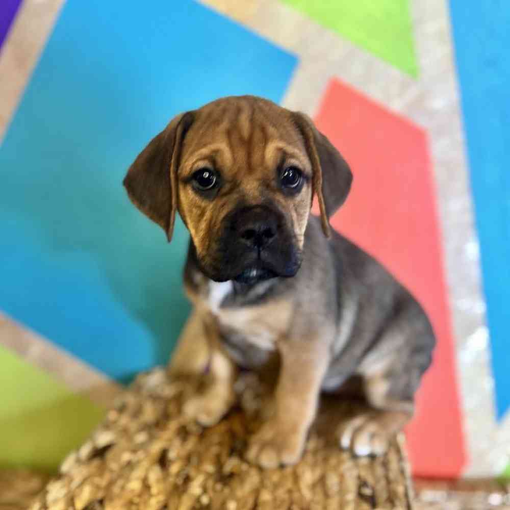 pet breed image