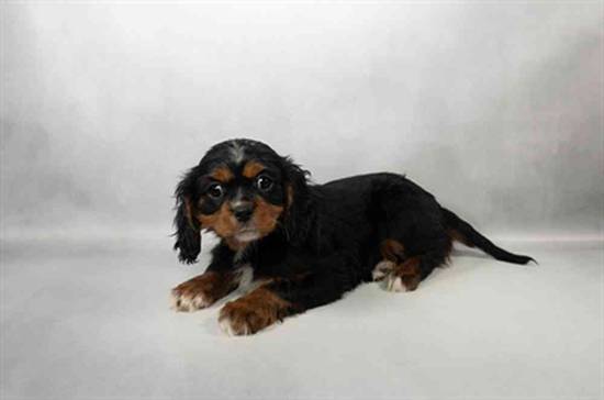 Cavalier King Charles Spaniel