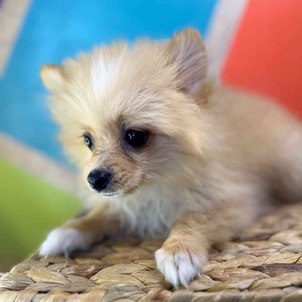 carousel pet images