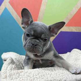 French Bulldog