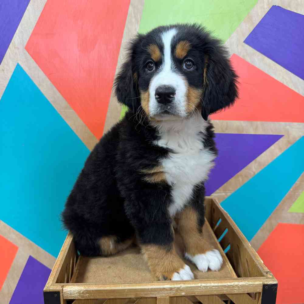 carousel pet images