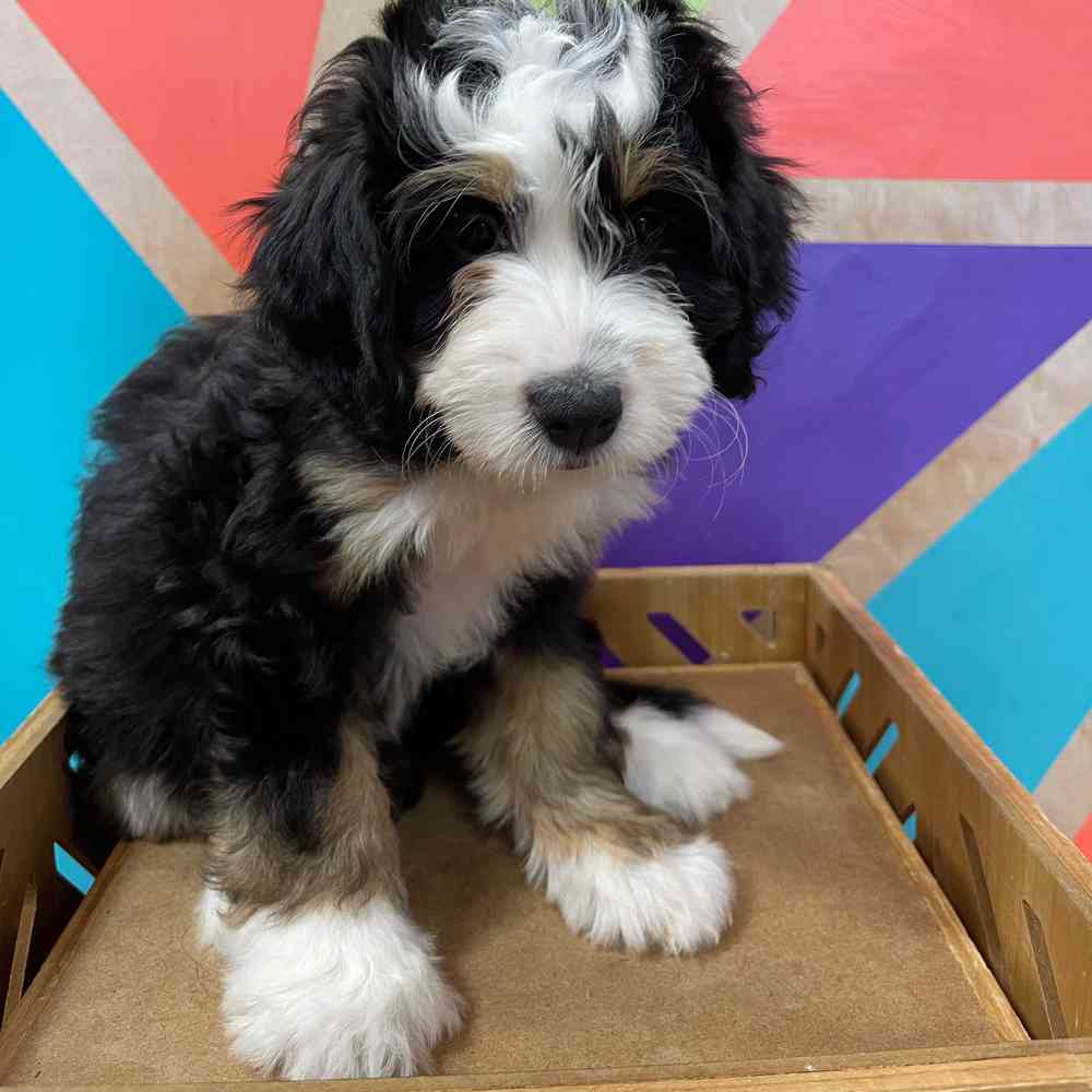 carousel pet images