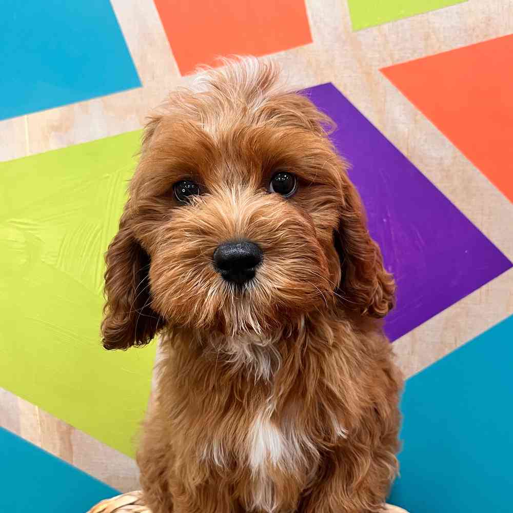 carousel pet images